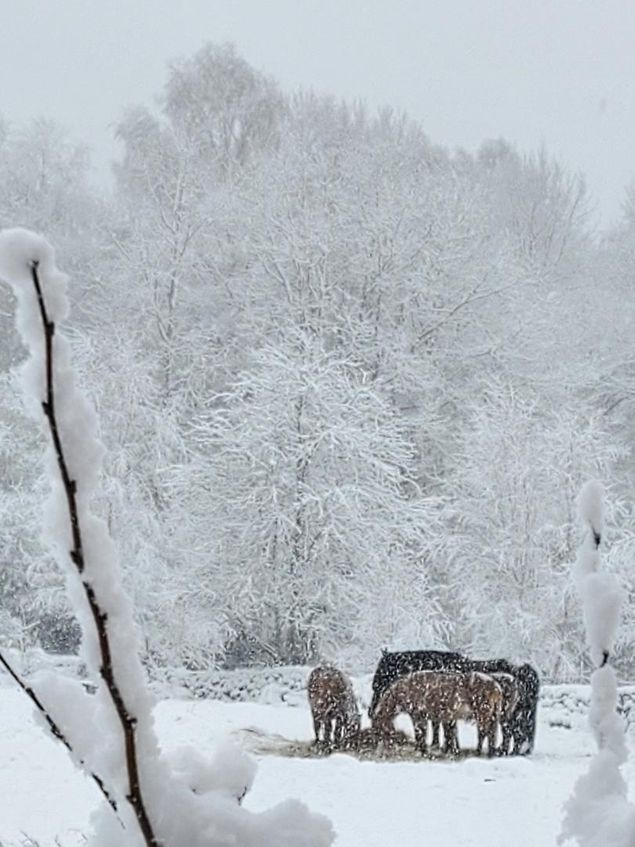 Dagar som denna med snö och kyla tänker jag på de hästar som bara står där ute i den lilla hagen, ensam med ett täcke på. Inget vatten eller hö.....hon eller han bara står för vad ska hästen göra ? I hagen bredvid står en annan häst likadant.....
Till er ägare vill jag säga...ta ansvar för din häst den är en levande, kännande varelse med behov
Den behöver vatten....snö är inte tillräckligt. Jobbigt att fixa ? möjligt men du ska ändå se till att din häst har vatten
Den behöver hö....magsyran droppar konstant och riskerar fräta hål på magens slemhinna. Hästen behöver energi för att hålla värmen.
Varför har den täcke ? för att du ska slippa borsta ? för att hålla värmen ? i en flock med vänner rör hästar sig naturligt, kliar varandra , äter och dricker.
Hur mår en häst som bara står där ?
Det är Din skyldighet att se till din hästs behov annars byt hobby